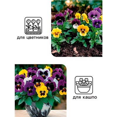 Семена цветов Виола «Шведские гиганты», 0.1 г, «Рецепты дедушки Никиты»