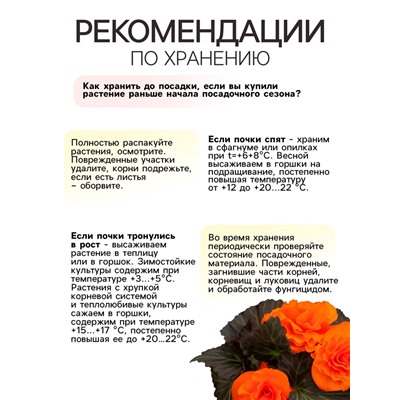 Бегония махровая «Медная» луковица, р-р 4/5, 5 шт.