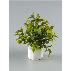 УЦЕНКА Бонсай «Руэллия», 9×20 см, без горшка, МИКС