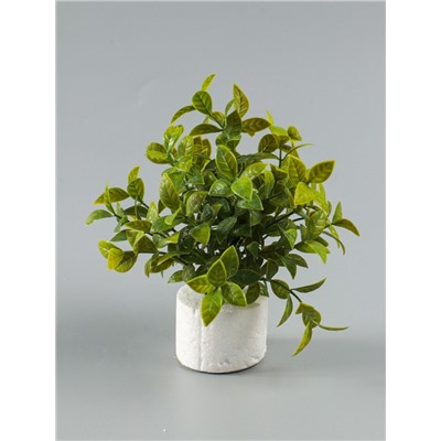 УЦЕНКА Бонсай «Руэллия», 9×20 см, без горшка, МИКС