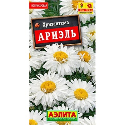 Хризантема Ариэль Аэлита