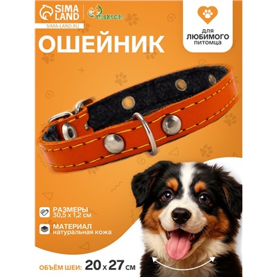 Ошейник, 30.5×1.2 см, ОШ 20-27 см, однослойный, неукрашенный, на фетре, кожа, оранжевый