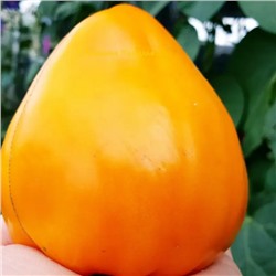 7055Т Томат Ночная свеча 10шт