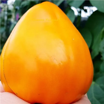 7055Т Томат Ночная свеча 10шт