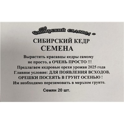 Кедр Сибирский (Код: 93418)