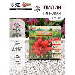 Лилия Тигровая Red Life, луковица в пакете с перфорацией, р-р 12/14, 2 шт.