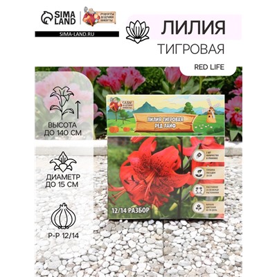 Лилия Тигровая Red Life, луковица в пакете с перфорацией, р-р 12/14, 2 шт.