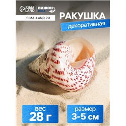 Ракушка декоративная полированная, 3-5 см