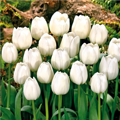 Тюльпан Сильвер Доллар (триумф) 11/12 3шт СдС