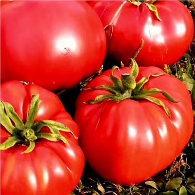 7030Т Томат Казанский местный 10шт