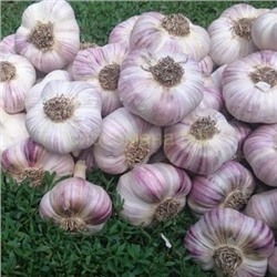 Чеснок Любаша озимый (4-6см) фас 250гр