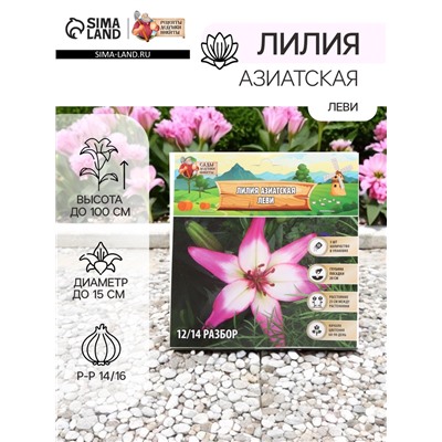 Лилия Азиатская «Леви», луковица в пакете с перфорацией, р-р 14/16, 3 шт.