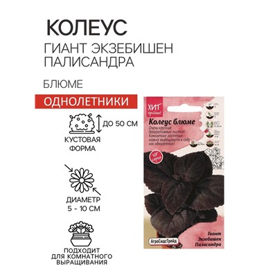 Семена цветов Колеус блюме "Гиант Экзебишен Палисандра", 10 шт