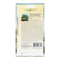 Семена комнатных цветов Вашингтония «Санта-Барбара», 3 шт.