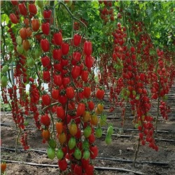 5110D Томат Сладкий Фонтан F1 5шт