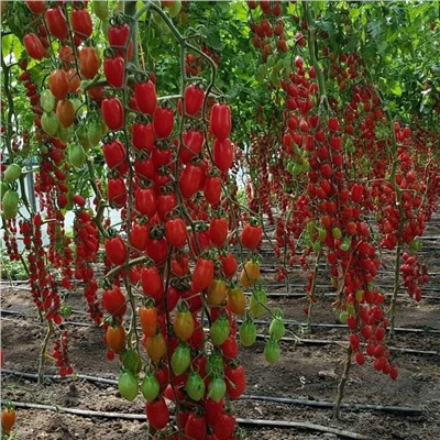 5110D Томат Сладкий Фонтан F1 5шт