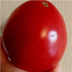 7056Т Томат Отец Горио 10шт