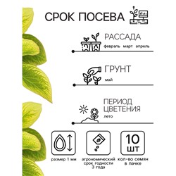 Семена цветов Колеус Визард Жаде, 10шт