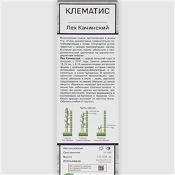 Клематис крупноцветковый Лех Качинский 1 шт., туба, Весна 2026