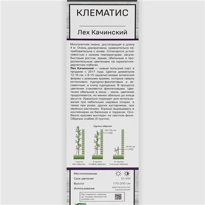 Клематис крупноцветковый Лех Качинский 1 шт., туба, Весна 2026