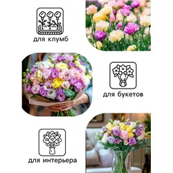 Семена цветов Эустома «Супер Мэджик», F1, смесь, 8 шт., DARIT, «Агроуспех»