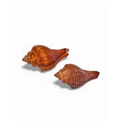 Ракушка декоративная, длина 5-6 см, ширина 4 см