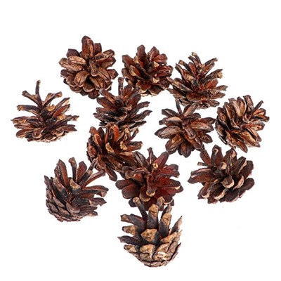 Новогодний декор «Набор натуральных шишек», 12 шт.