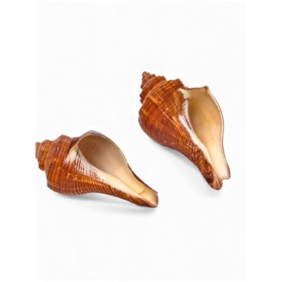 Ракушка декоративная, длина 5-6 см, ширина 4 см