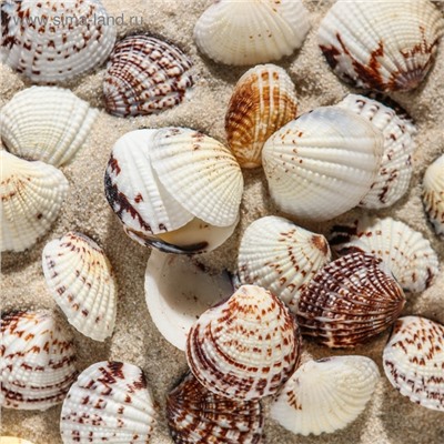 Набор ракушек, 2.5 - 4 см, 100 г