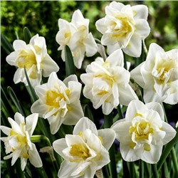 Нарцисс Уайт Лион 12/14 2шт СдС