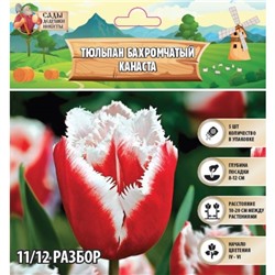 Тюльпан бахромчатый Канаста, р-р 11/12, 5 шт, Весна 2025