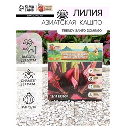 Лилия Азиатская Кашпо Trendy Santo Domingo, луковица в пакете с перфорацией, р-р 12/14, 2 шт.