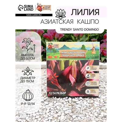 Лилия Азиатская Кашпо Trendy Santo Domingo, луковица в пакете с перфорацией, р-р 12/14, 2 шт.
