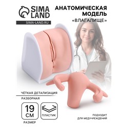 Анатомическая модель «Влагалище», разборная 19×13×17 см