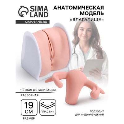 Анатомическая модель «Влагалище», разборная