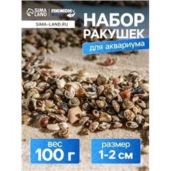 Набор ракушек Умбониум Вестериум, 100 г