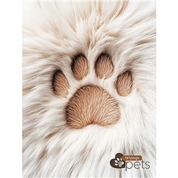 Тетрадь  80л линейка на спирали "Пушистая лапка" второй блок С0063-06 КТС-ПРО