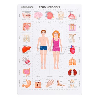 Мемо Пазл "Тело Человека"