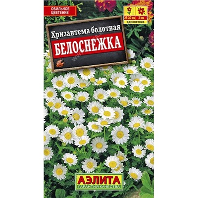 Хризантема Белоснежка (Аэлита)