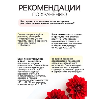 Георгина Декоративная «Хэтвейф», клубелуковица в упаковке, р-р I, 1 шт.