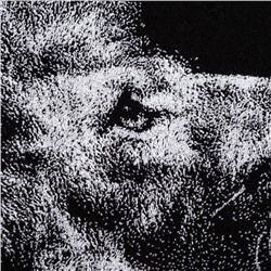 Полотенце махровое Этель «Лев», 70×130 см, 100% хлопок, 420 г/м², чёрно-белое