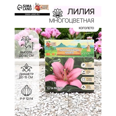 Лилия Многоцветная "Коголето", р-р 12/14, 3 шт, Весна 2025