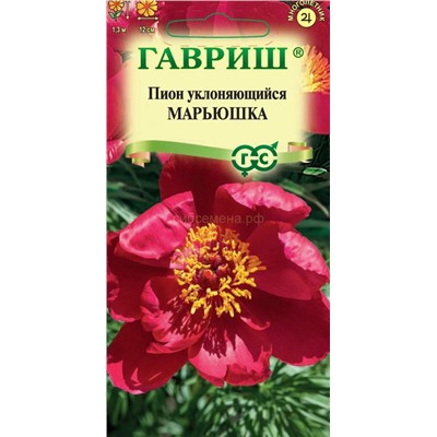 Пион уклоняющийся Марьюшка (Гавр)