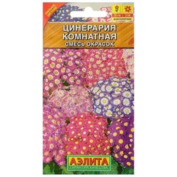 Цинерария Комнатная