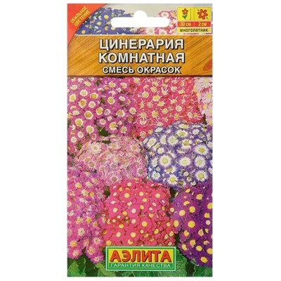 Цинерария Комнатная