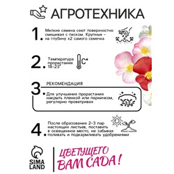 Семена  цветов Бегония вечноцветущая "Сенатор F1", смесь, О, 10 шт