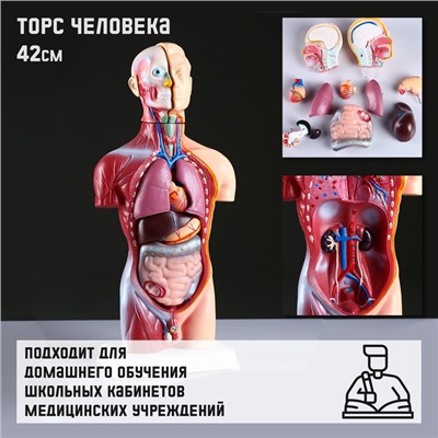 Анатомическая модель «Макет торса человека», 42 см