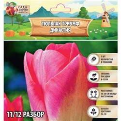 Тюльпан Триумф Династия, р-р 11/12, 5 шт, Весна 2025