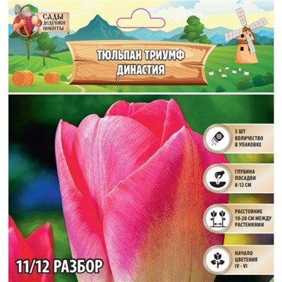 Тюльпан Триумф Династия, р-р 11/12, 5 шт, Весна 2025