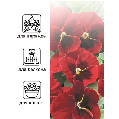 Семена Виола "Красное вино", 0,1 г